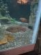 Afra Cichlid Fishes for sale in 3274 Royal Oak Dr S, Mulberry, FL 33860, USA. price: NA