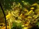 Afra Cichlid Fishes for sale in Oklahoma City, OK, USA. price: $5