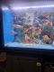 Afra Cichlid Fishes for sale in Eagan, Minnesota. price: $20