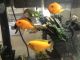 Afra Cichlid Fishes for sale in Englewood, FL, USA. price: NA
