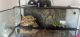 African Fat Tail Gecko Reptiles for sale in Orlando, FL, USA. price: $100