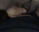 African Grass Rat Rodents for sale in Cohoes, NY, USA. price: $10