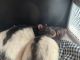 African Grass Rat Rodents for sale in Pinellas Park, FL, USA. price: $20