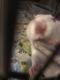 African Grass Rat Rodents