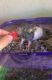 African Grass Rat Rodents for sale in Victorville, California. price: $10