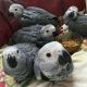 African Grey Birds for sale in Mumbai, Maharashtra, India. price: 12000 INR