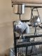 African Grey Birds for sale in 306 E Welch Ave, Columbus, OH 43207, USA. price: NA