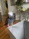African Grey Birds for sale in Dublin, OH, USA. price: NA