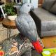 African Grey Birds for sale in United Kingdom Dr, Austin, TX 78748, USA. price: $450