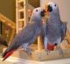 African Grey Birds for sale in Mt Laurel Township, NJ, USA. price: NA