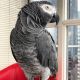 African Grey Birds for sale in Cincinnati, OH, USA. price: $2,000