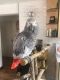 African Grey Birds for sale in Cincinnati, OH, USA. price: $1,500