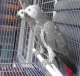 African Grey Birds for sale in Columbus, OH, USA. price: NA
