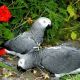 African Grey Birds for sale in United Kingdom Dr, Austin, TX 78748, USA. price: $600