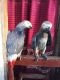 African Grey Birds for sale in Carlsbad, CA, USA. price: $300