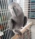 African Grey Birds for sale in Medina, OH 44256, USA. price: $950
