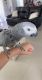 African Grey Birds for sale in Orlando, FL, USA. price: $350