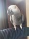 African Grey Birds for sale in Los Angeles, CA, USA. price: NA