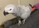African Grey Birds for sale in Los Angeles, CA, USA. price: $700