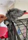 African Grey Birds for sale in United Kingdom Dr, Austin, TX 78748, USA. price: $700