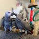 African Grey Birds for sale in Jelsma Pl, Paterson, NJ 07501, USA. price: $800