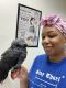 African Grey Birds for sale in Tampa, FL, USA. price: $100,000