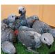 African Grey Birds for sale in Los Angeles, CA, USA. price: $870