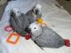 African Grey Birds for sale in Hamilton, ON, Canada. price: NA