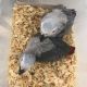 African Grey Birds for sale in San Francisco, CA, USA. price: $450