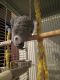 African Grey Birds for sale in Buffalo, WV, USA. price: $3,500