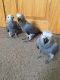 African Grey Birds for sale in Buffalo, NY, USA. price: NA
