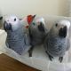 African Grey Birds for sale in Los Angeles, CA, USA. price: $300