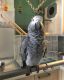 African Grey Birds for sale in ON-407, Vaughan, ON, Canada. price: $800