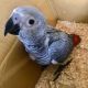 African Grey Birds for sale in Colorado Springs, CO, USA. price: $800