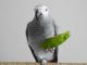 African Grey Birds for sale in Toronto, ON, Canada. price: $1,000