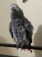 African Grey Birds for sale in Los Angeles, California. price: $550