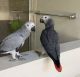 African Grey Birds for sale in San Diego, California. price: NA