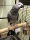 African Grey Birds for sale in Colonial Heights, Virginia. price: $2,000