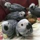 African Grey Birds for sale in Columbus, Ohio. price: NA