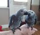 African Grey Birds for sale in Adrian, Texas. price: $450