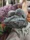 African Grey Birds for sale in Acton, ON, Canada. price: NA
