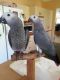 African Grey Birds for sale in Capelle aan den IJssel, Netherlands. price: 300 EUR