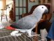 African Grey Birds for sale in Ontario St, Toronto, ON, Canada. price: NA