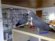 African Grey Birds for sale in Maryland Rd, Willow Grove, PA 19090, USA. price: NA
