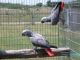 African Grey Birds for sale in St. Louis, MO, USA. price: $400