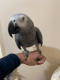 African Grey Birds for sale in Pondfield Rd, Bronxville, NY 10708, USA. price: NA