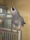 African Grey Birds for sale in Pittsburgh, PA, USA. price: $800