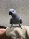 African Grey Birds for sale in New York, NY 10012, USA. price: NA