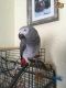 African Grey Birds for sale in New Jersey, NB E9G 2K9, Canada. price: NA