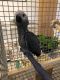 African Grey Birds for sale in Union Square, New York, NY 10003, USA. price: NA